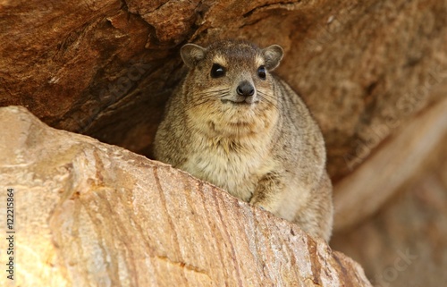 Rock hyrax in the beautiful nature habitat, Procavia capensis, wild africa, african wildlife, trees and rocks places, small mammals