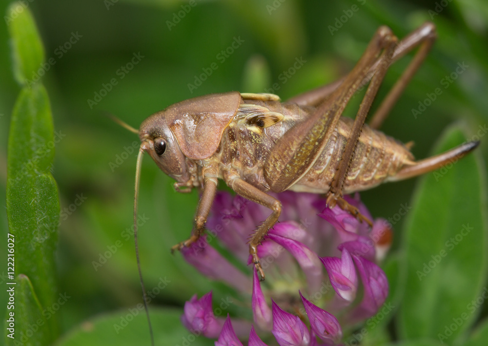 Macrophotographie d'un insecte: Sauterelle brune Macrophotographie d'un insecte: Sauterelle brune