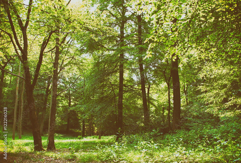 English woodland in the early morning sun English woodland in the early morning sun