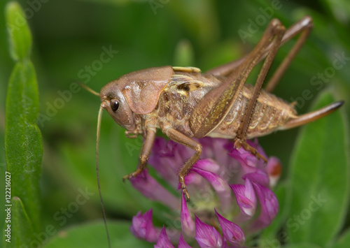 Macrophotographie d'un insecte: Sauterelle brune 