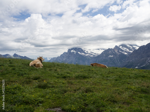 Vacas en el prado de Männlichen , Suiza en el verano de 2016 OLYMPUS DIGITAL CAMERA