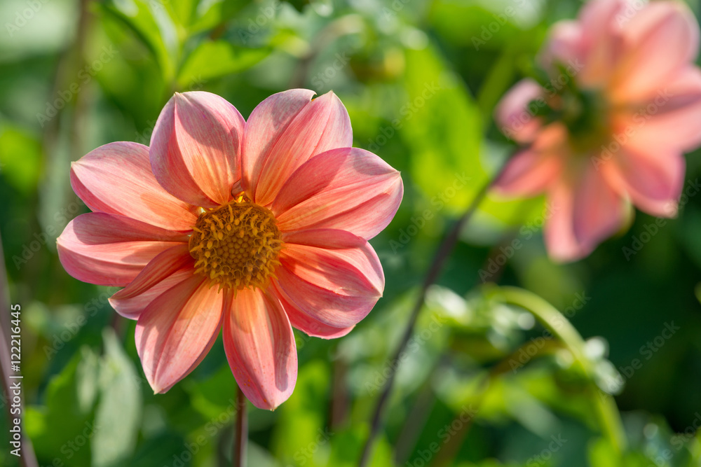 Flower of pink dahlia Flower of pink dahlia