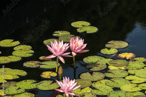 Water lily flower blossom nymphaeaceae closup in pond