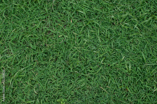 The texture of grass field surface in Thailand