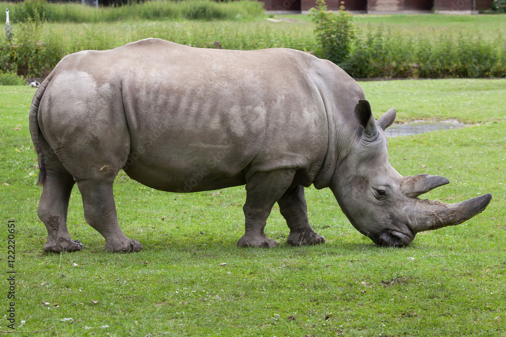 Southern white rhinoceros (Ceratotherium simum simum). Southern white rhinoceros (Ceratotherium simum simum).
