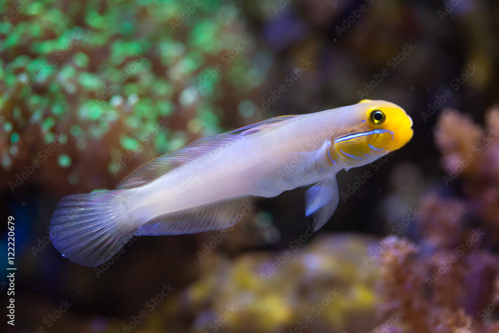 Naklejka premium Blueband goby (Valenciennea strigata).
