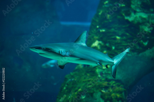 Grey reef shark (Carcharhinus amblyrhynchus). © Vladimir Wrangel