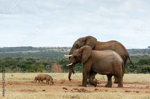 Big Brothers African Bush Elephants
