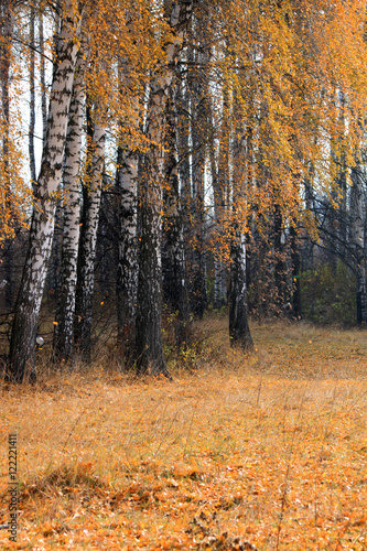 autumn birch forest landscape