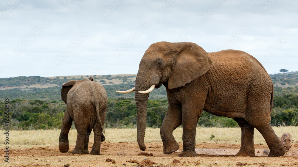 Fototapeta premium This is my water move - African Bush Elephant