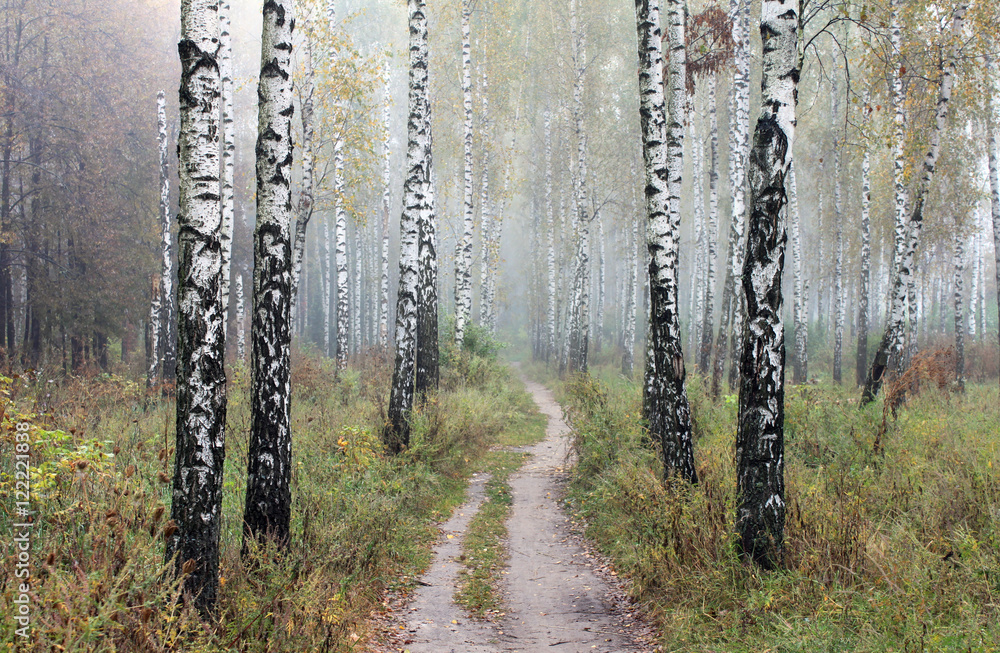 Naklejka premium Grove of birch trees and dry grass in early autumn, fall panorama