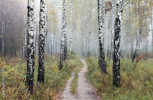 Fototapeta Naklejka Na Ścianę i Meble -  Grove of birch trees and dry grass in early autumn, fall panorama