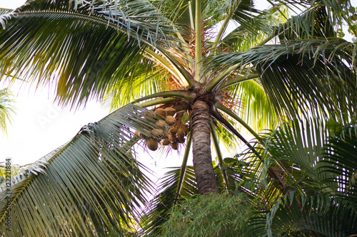 palm tree