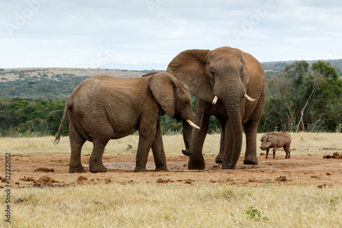 I told you no it is my water - The African Bush Elephant