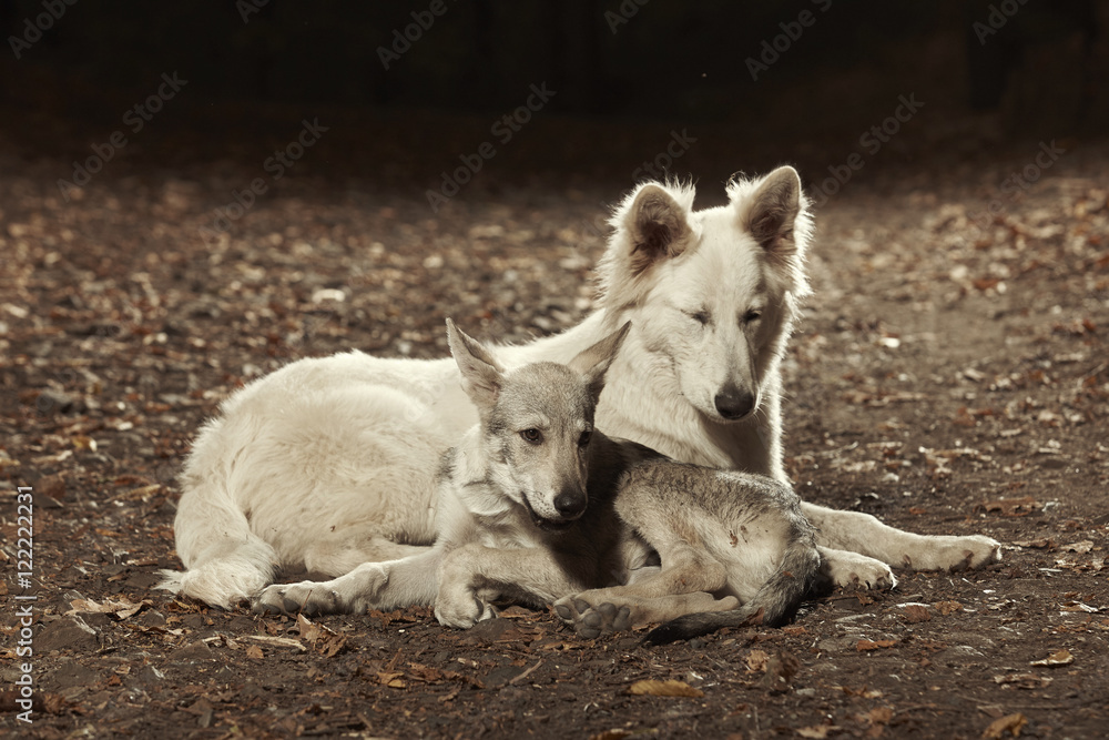 Young Swiss white shepherd with wolfdog puppy in forest Young Swiss white shepherd with wolfdog puppy in forest