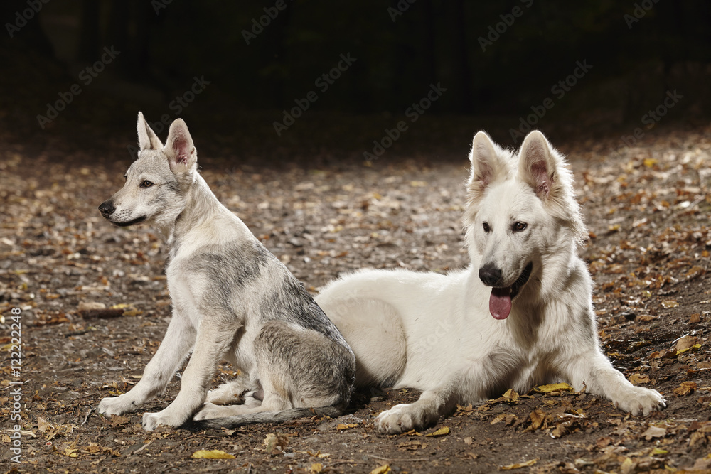 Two young dog friends in summer forest