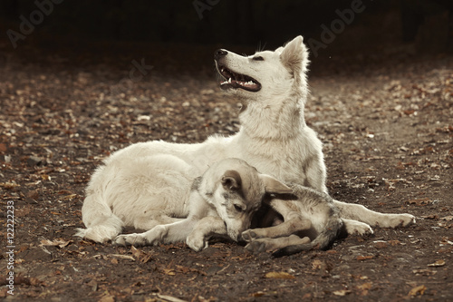 Swiss white shepherd female with young wolfdog friend in forest
