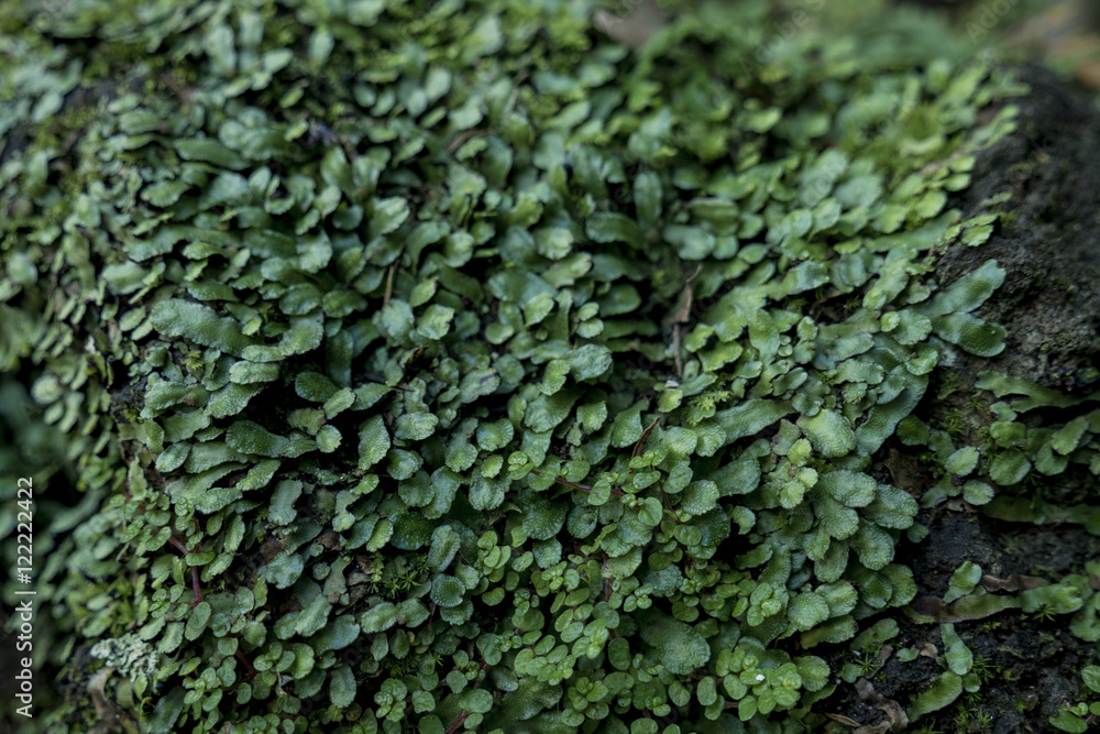 Liverwort on rock Liverwort on rock