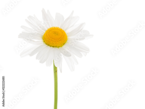 beautiful daisy on a white background