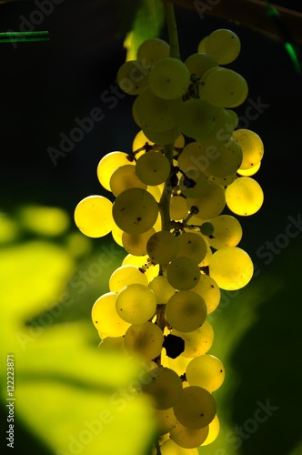 bunch of white grapes on the field, in a vineyard in Tuscany, near Florence, Italy