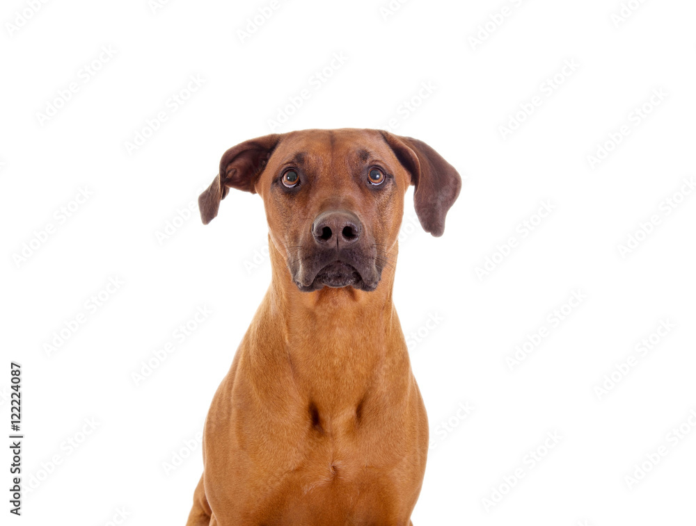 Rhodesian Ridgeback im Portrait Rhodesian Ridgeback im Portrait