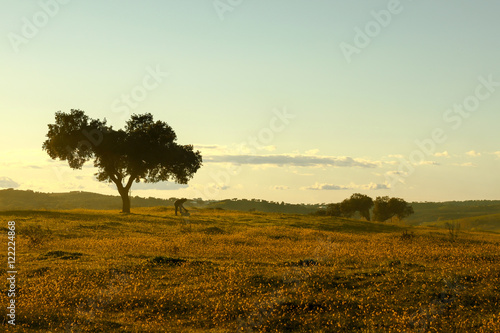 Landscape with one Tree photo