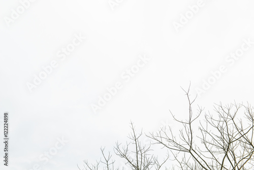 dry tree image with a white background give lonely feeling