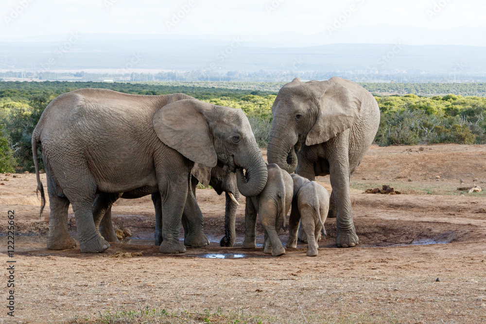Family of African Bush Elephant protecting their young