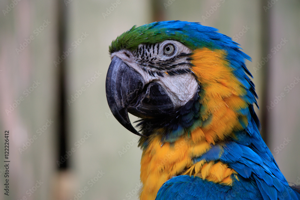 large blue macaw