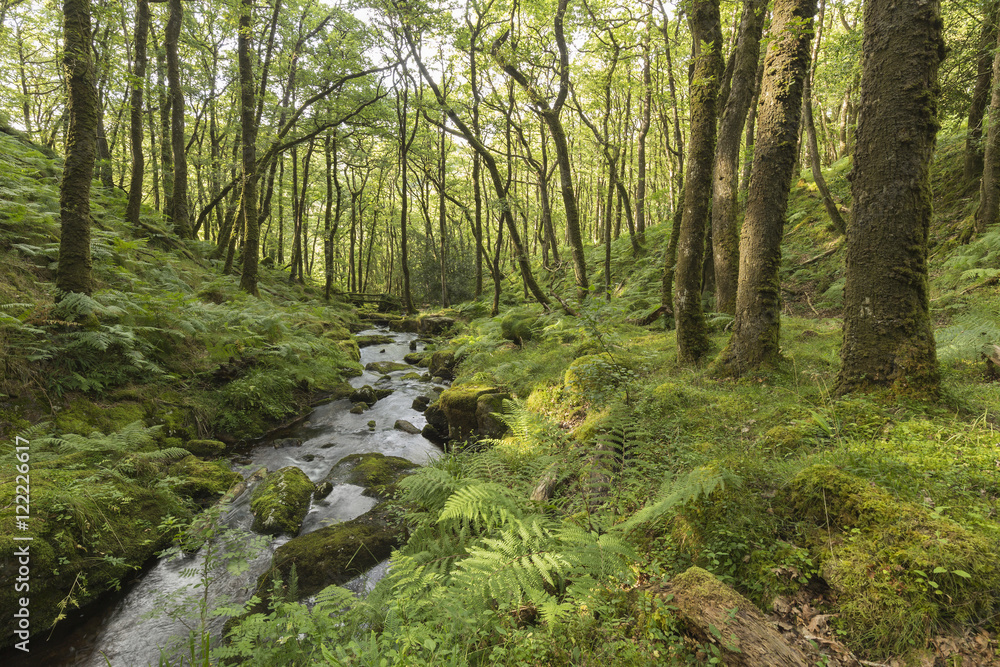 Valley Stream shot in Dartmoor National Park, Devon, England, UK Valley Stream shot in Dartmoor National Park, Devon, England, UK