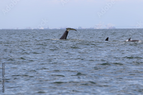 Orca. Vancouver Island, Cowichan Bay