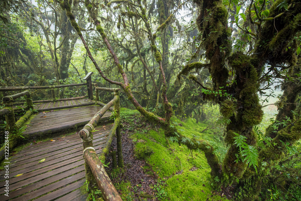 Obraz premium Scenic pathway of Ang Ka nature trail Doi Inthanon National Park Chiangmai ,Thailand.