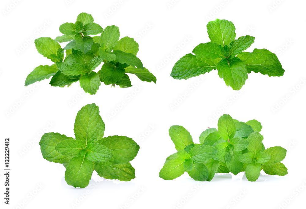 mint leaf on white background mint leaf on white background