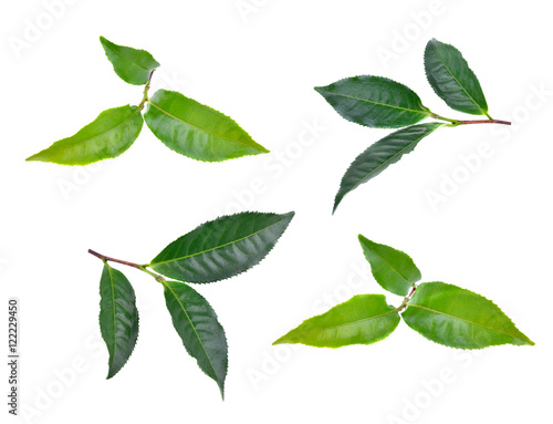 Green tea leaf isolated on white background © nathanipha99