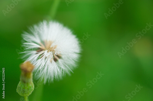 Beautiful white grass puffball flower with green background