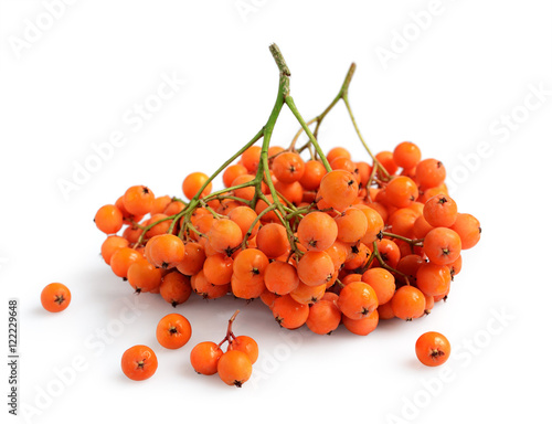 Fresh ripe rowan berries