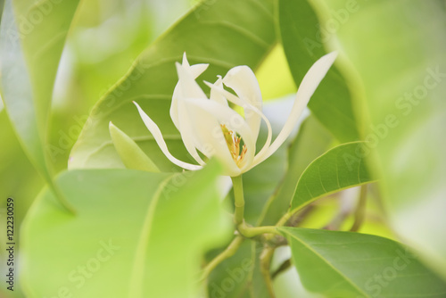 White Champaka