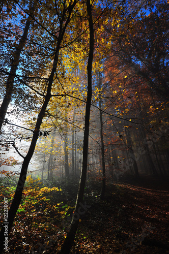 Dunkler Herbstwald