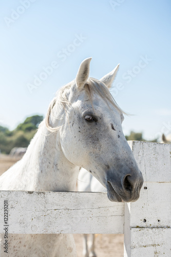 Weißes Pferd auf der Koppel vor blauem Himmel © Christian Robach