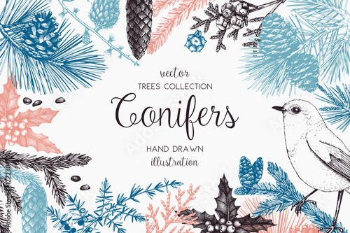 Christmas greeting card or invitation design. Vector frame with hand drawn conifers sketch. Vintage background with pine, spruce, cedar, cypress, fir, larch and juniper illustration.