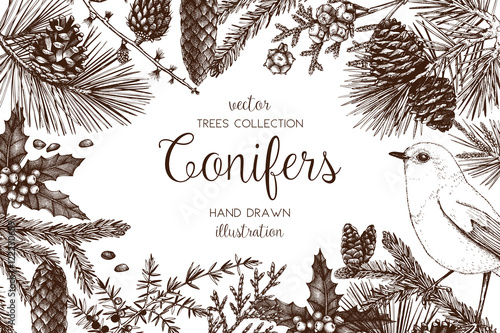 Christmas greeting card or invitation design. Vector frame with hand drawn conifers sketch. Vintage background with pine, spruce, cedar, cypress, fir, larch and juniper illustration.