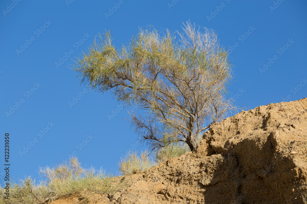 Haloxylon is growing on blue sky background in the conservation area of the Altyn Emel Kazakhstan 