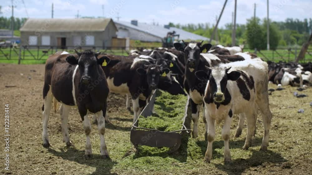 The cows eat silage feeders before the evening milking. The cows eat silage feeders before the evening milking.