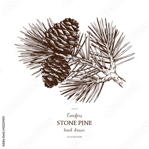 Vintage Stone pine illustration. Hand drawn Cedar sketch on white background. Vector conifer tree.
