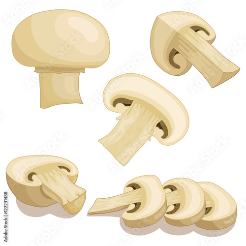 Fresh champignon mushrooms. Vector illustration. Pieces, sliced and half of champignon isolated on white background.