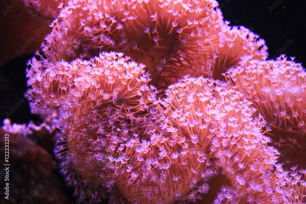 Naklejka premium sea fan coral