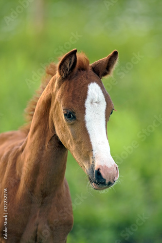 Portrait of Welsh Mountain Pony Foal