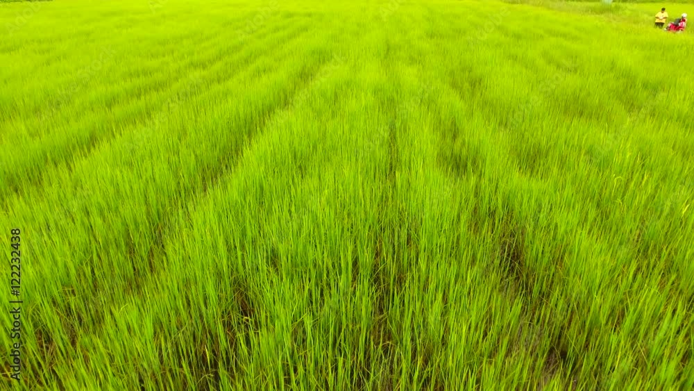 Rice Field Aerial Shot at northeast of Thailand Rice Field Aerial Shot at northeast of Thailand