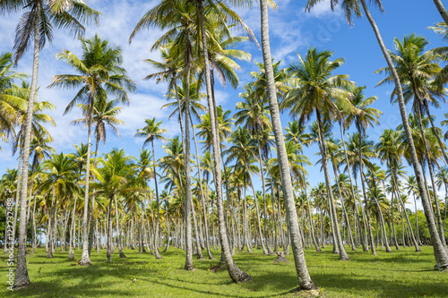 Bright grove of tall palm trees in a plantation on the Coconut Coast Nordeste Bahia Brasil
