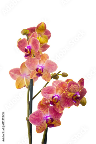 Fototapeta Naklejka Na Ścianę i Meble -  Beautiful orange orchid  - phalaenopsis